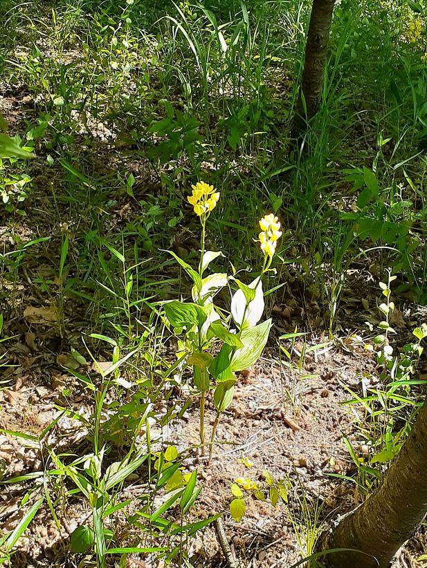 f:id:commodore:20200510103624j:plain f:id:commodore:20200510103624j:plain