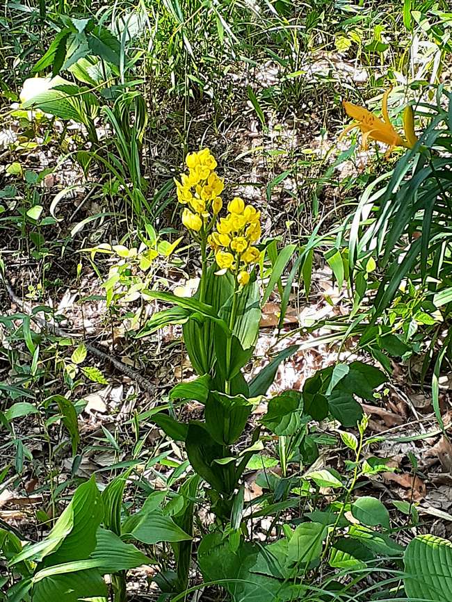 f:id:commodore:20200510103701j:plain f:id:commodore:20200510103701j:plain