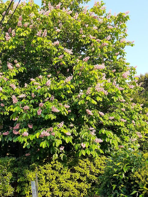 f:id:commodore:20200514174231j:plain