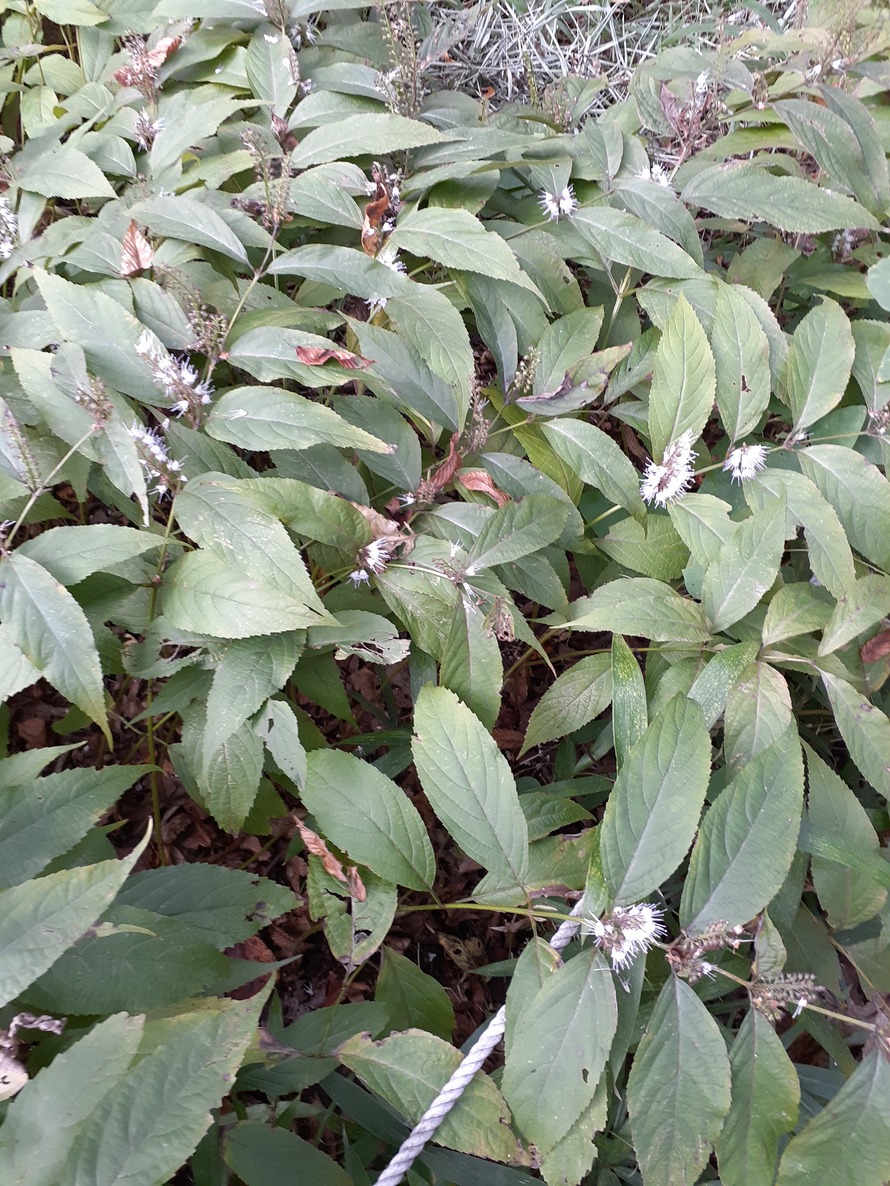 f:id:commodore:20201020185500j:plain