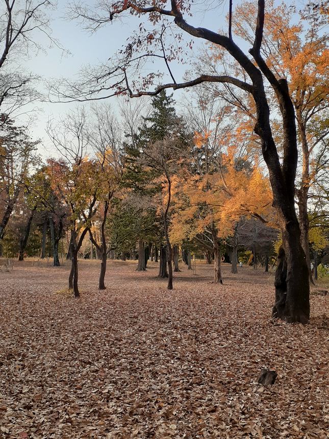 f:id:commodore:20201123213200j:plain