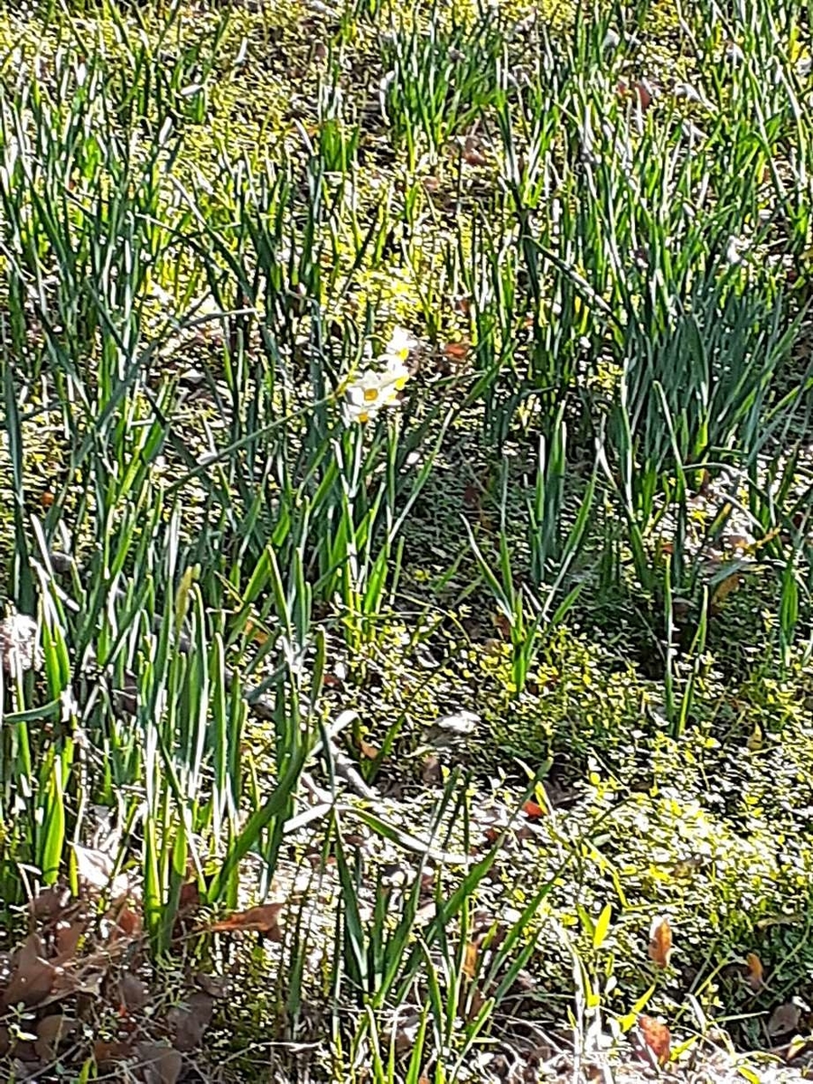 f:id:commodore:20201209234300j:plain