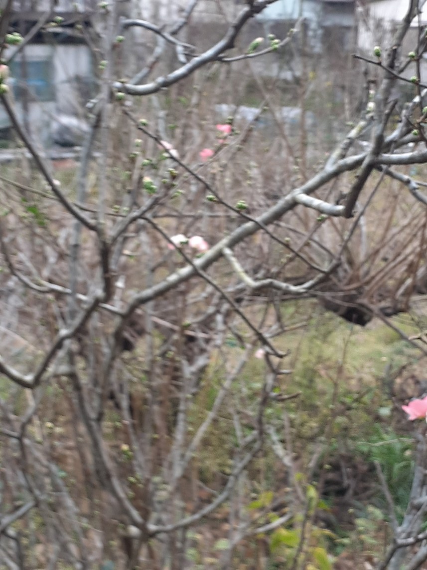 １２ １０ 木 晴れ ボーナスの日 ベネズエラの悲劇 ちゃおチャオブログ