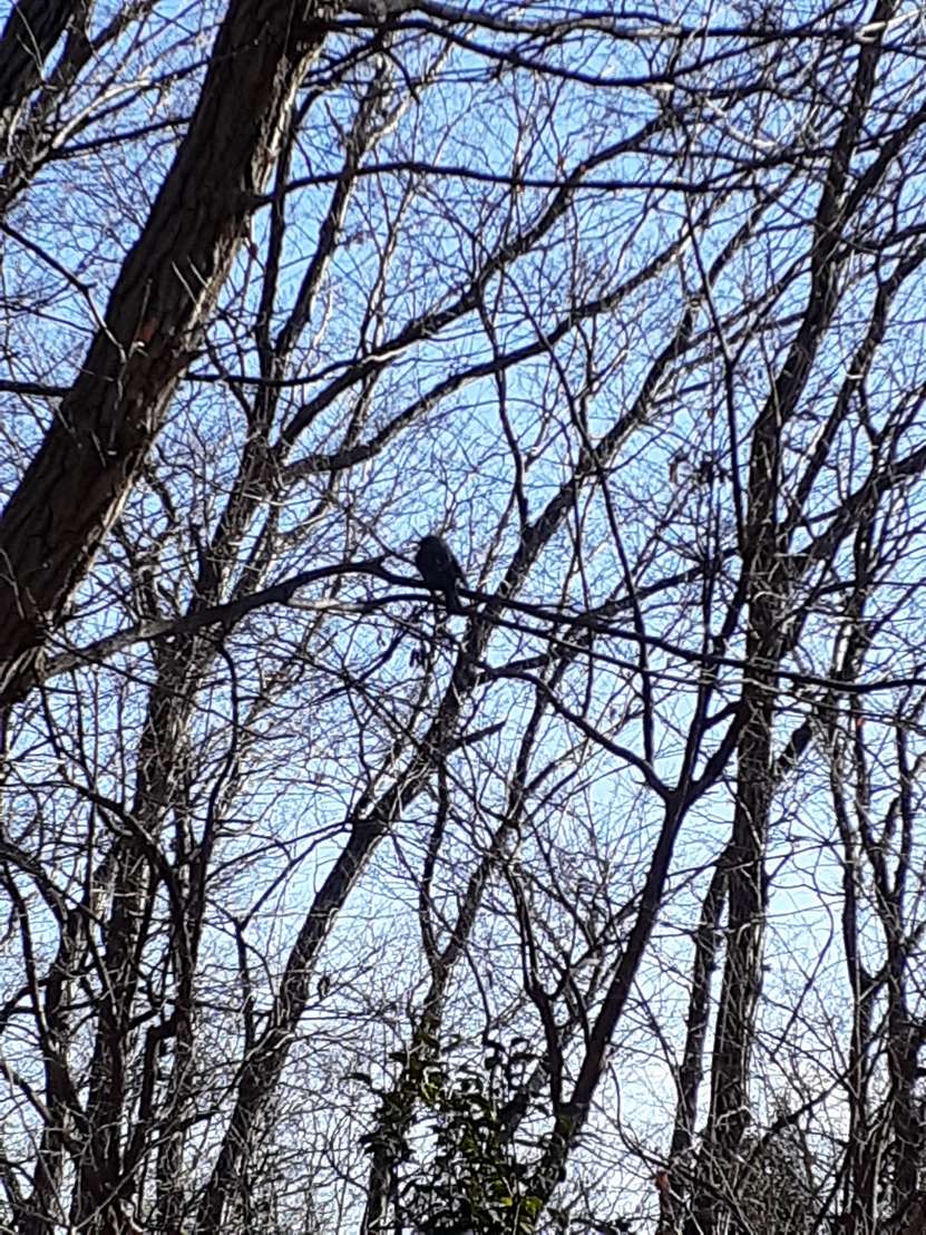 f:id:commodore:20210201220403j:plain