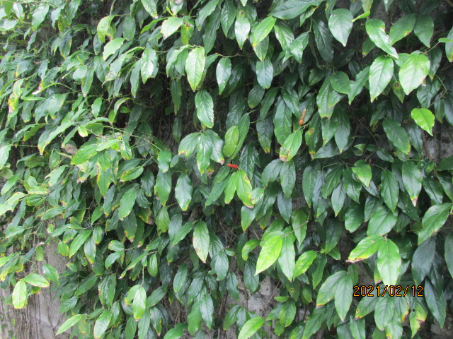 f:id:commodore:20210406215212j:plain