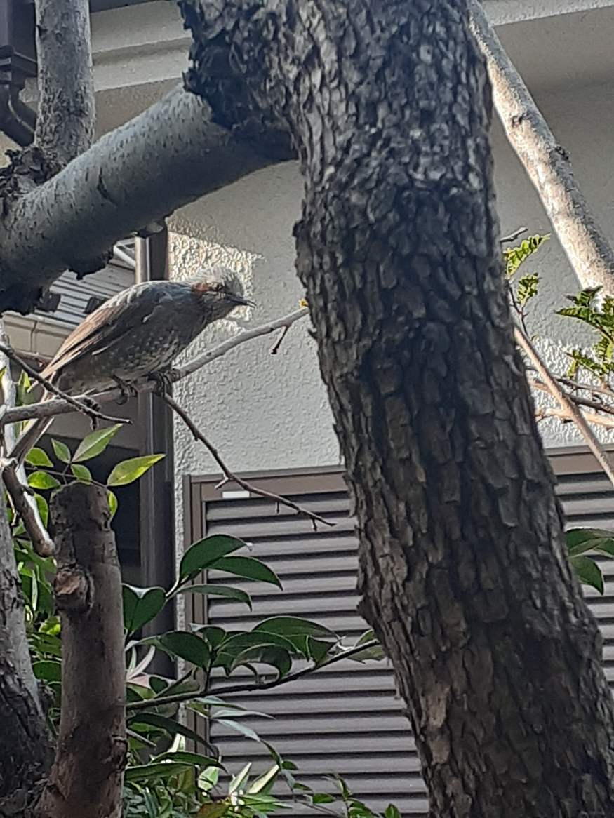 f:id:commodore:20210418122155j:plain