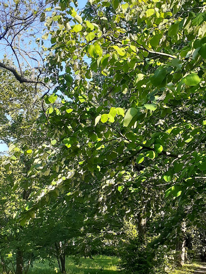 f:id:commodore:20210429223453j:plain