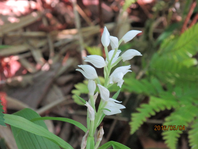 f:id:commodore:20210610175317j:plain