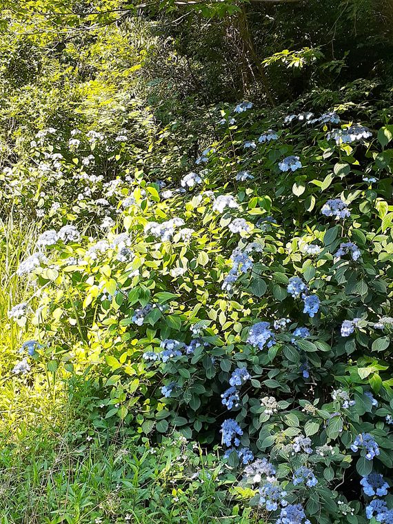 f:id:commodore:20210616184535j:plain