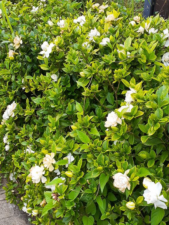 f:id:commodore:20210620214403j:plain