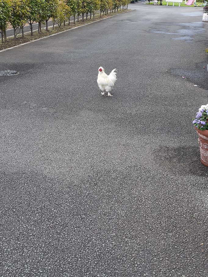 f:id:commodore:20210628135044j:plain