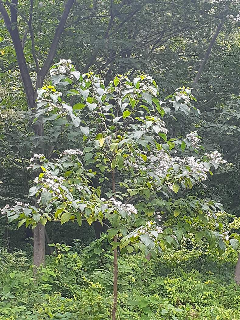 f:id:commodore:20210803224557j:plain