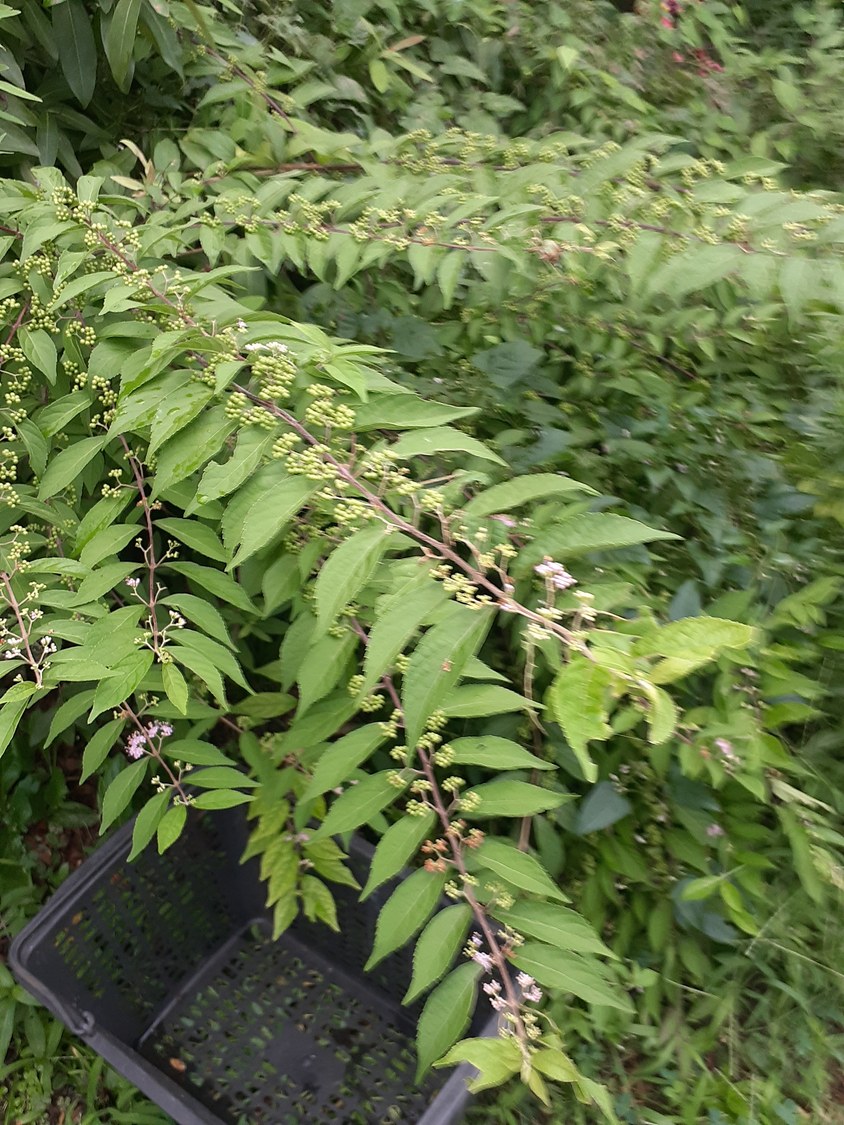 f:id:commodore:20210818171359j:plain