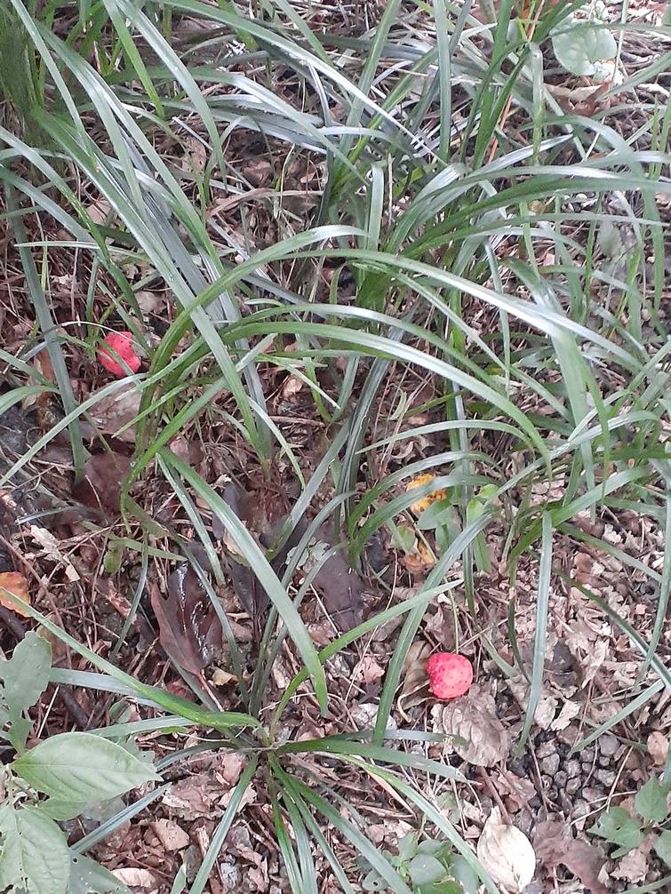 f:id:commodore:20210818171448j:plain