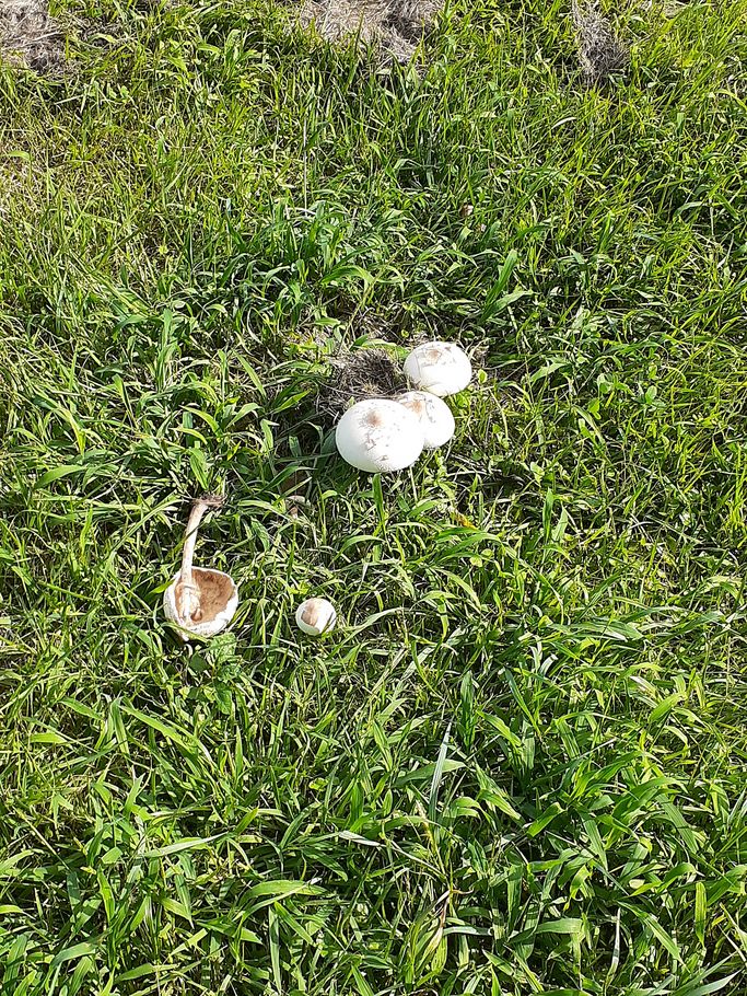 f:id:commodore:20210822181545j:plain