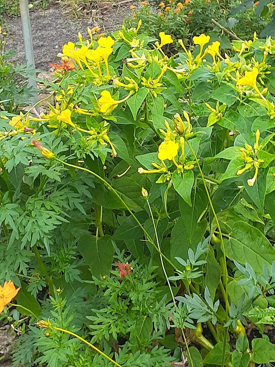 f:id:commodore:20210822183436j:plain