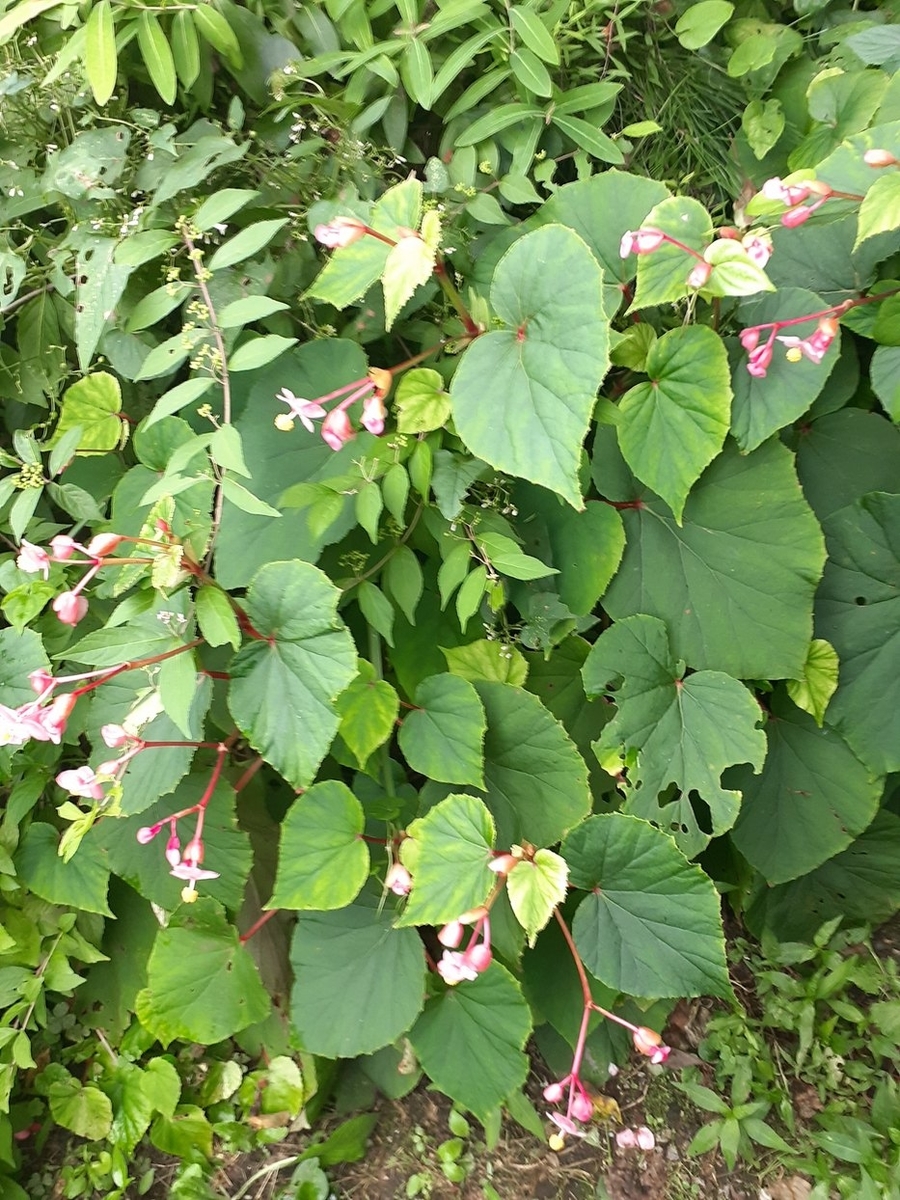 f:id:commodore:20210824211022j:plain