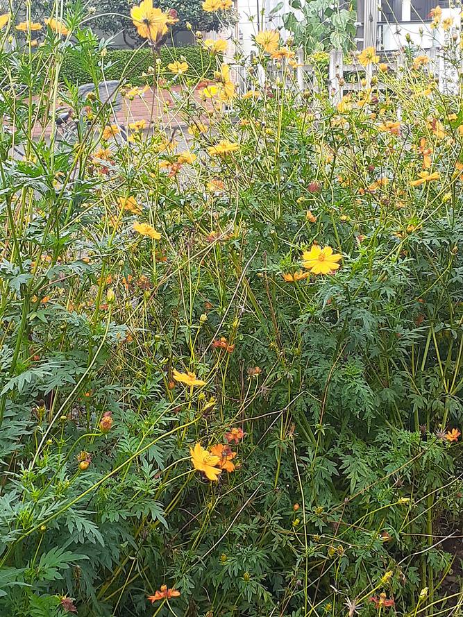 f:id:commodore:20210827223135j:plain