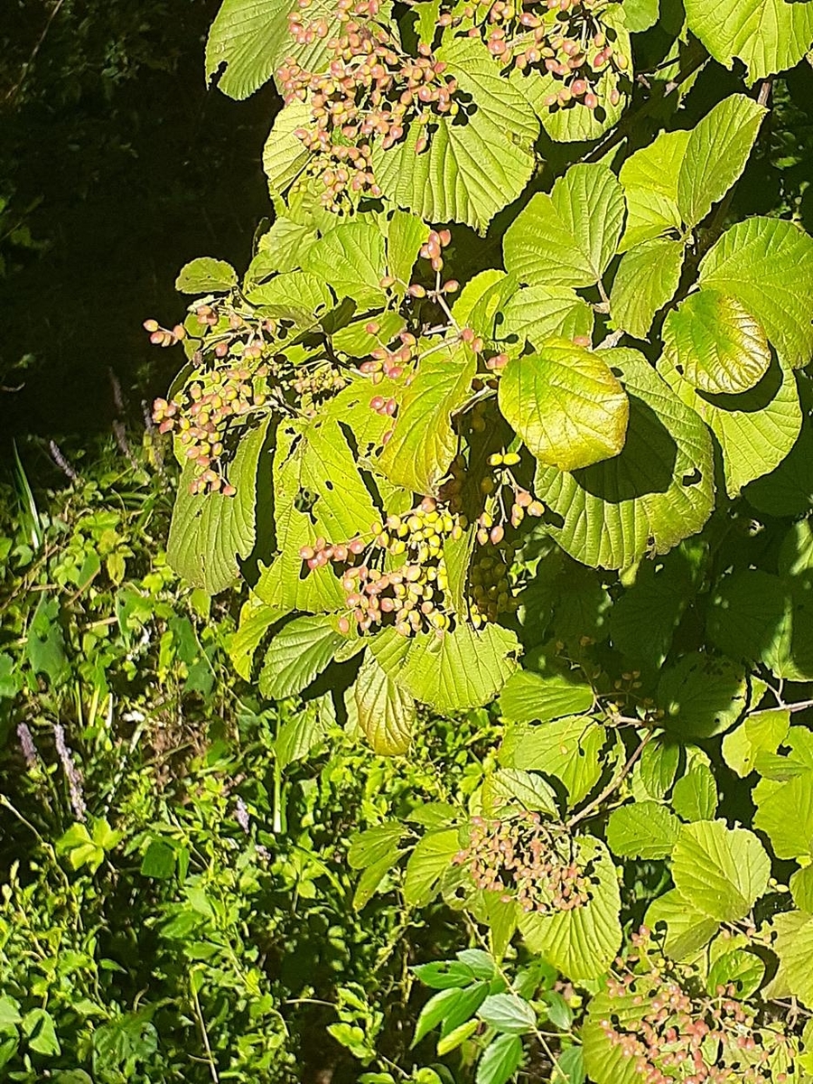 f:id:commodore:20210829185326j:plain