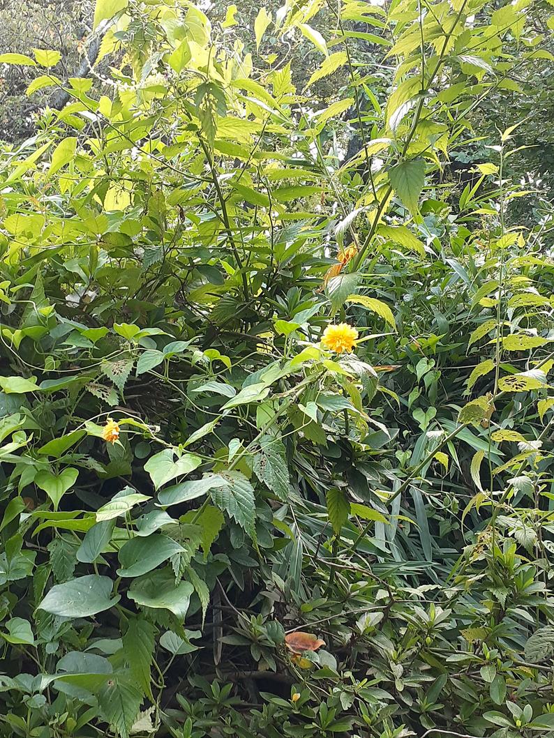 f:id:commodore:20210829185410j:plain