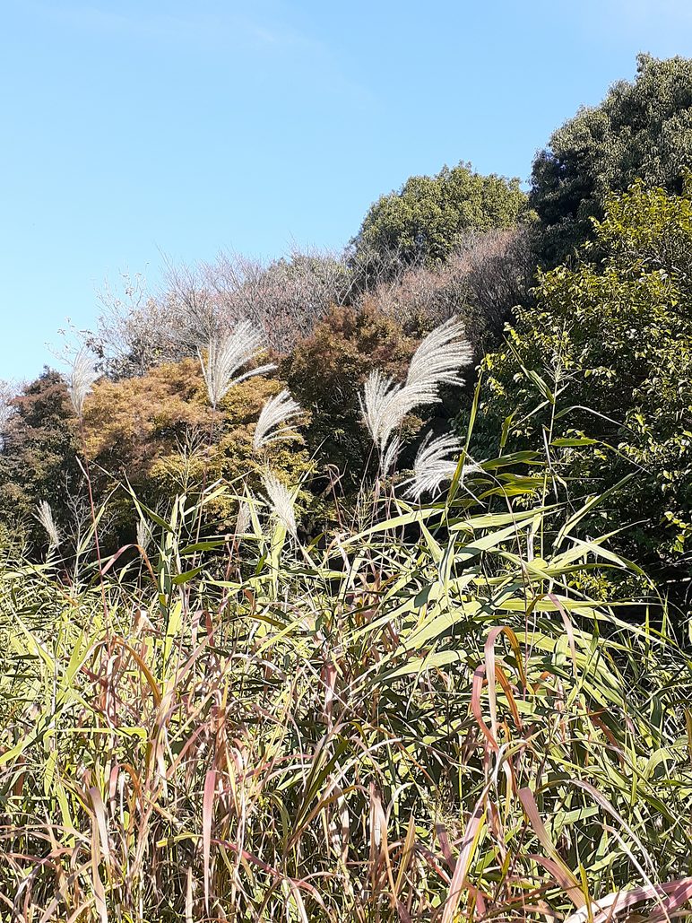 f:id:commodore:20211107171512j:plain