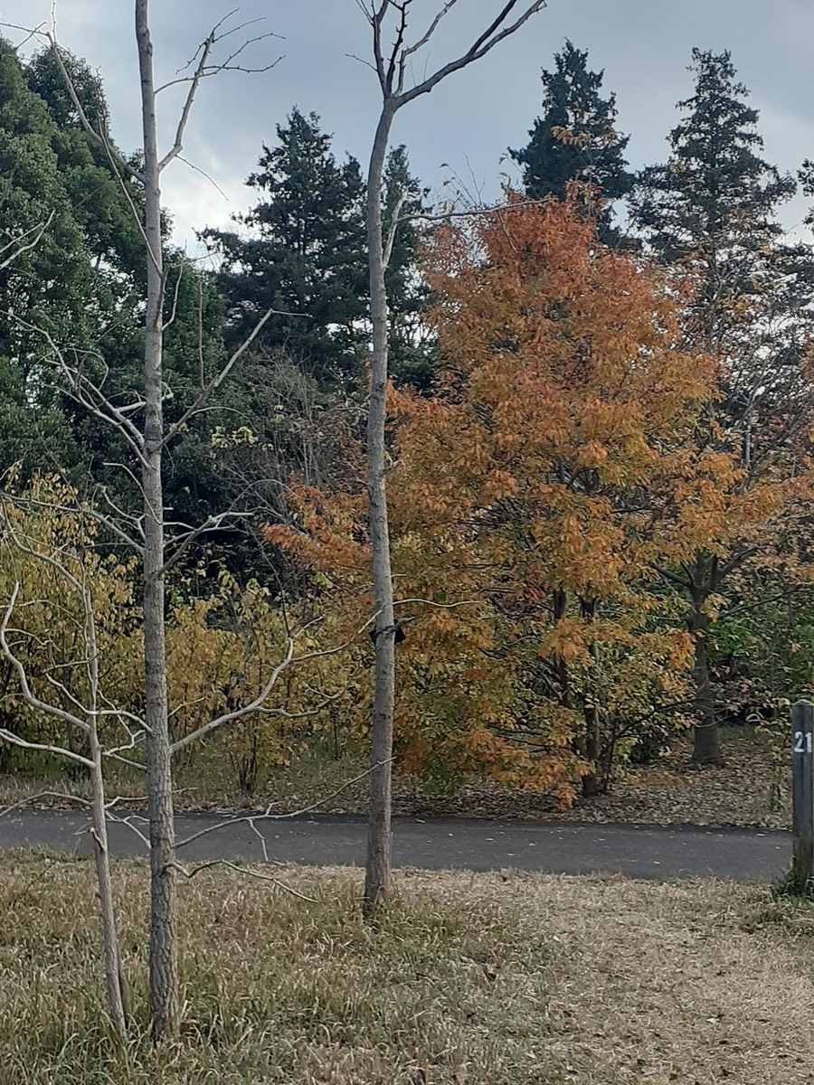 f:id:commodore:20211214135734j:plain