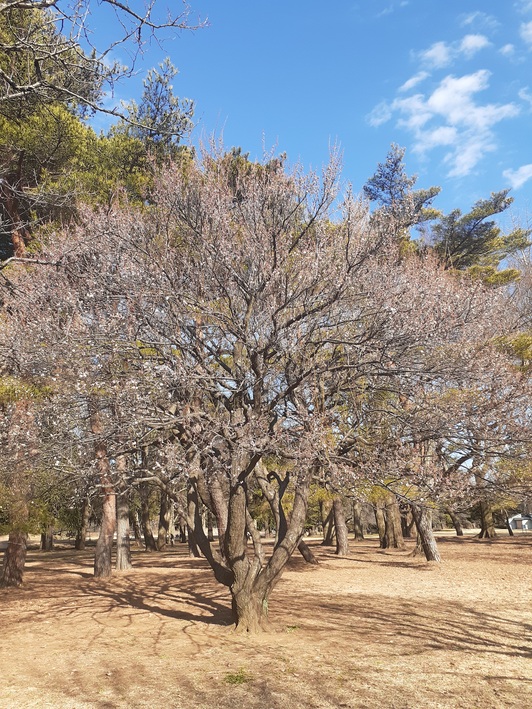 f:id:commodore:20220208210302j:plain