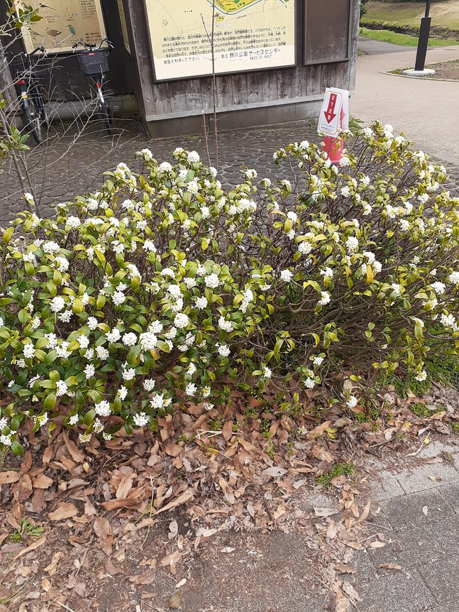 f:id:commodore:20220325191322j:plain