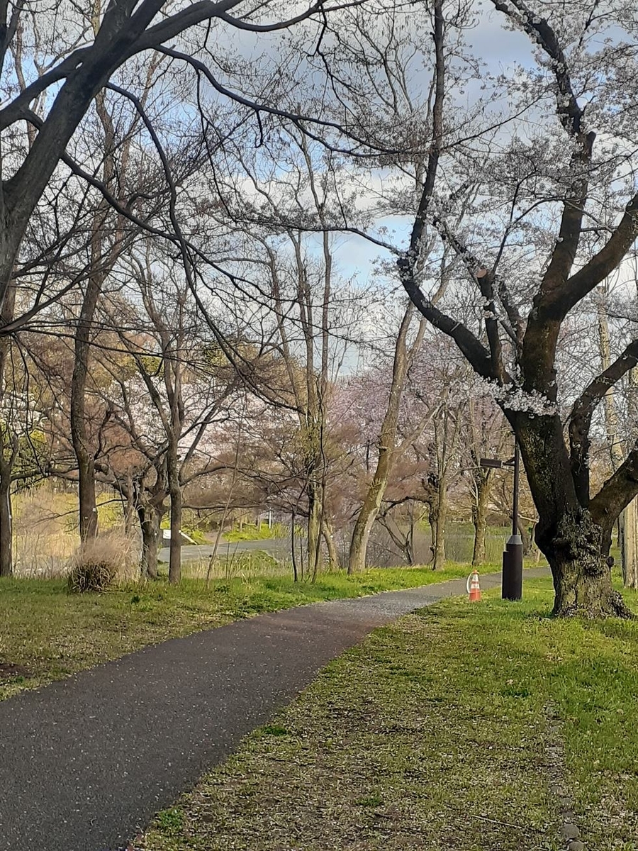 ４ ５ 火 晴れ ４日ぶりの野川 姥桜 連日のウクライナ ちゃおチャオブログ