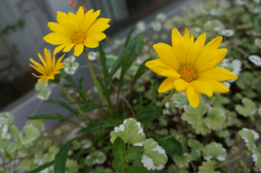 f:id:como-kuma:20180917211543j:plain