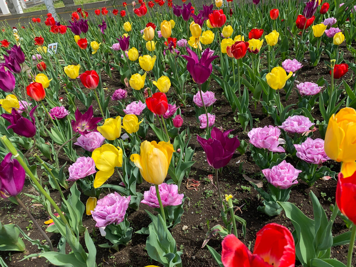 f:id:comonox:20210412071138j:plain