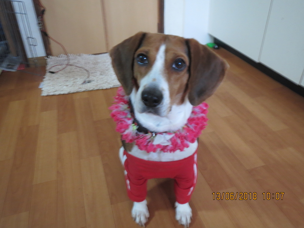 f:id:compass-life:20190206143110j:plain