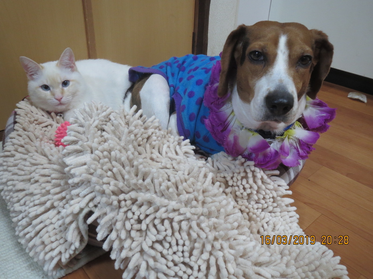 f:id:compass-life:20190316202821j:plain