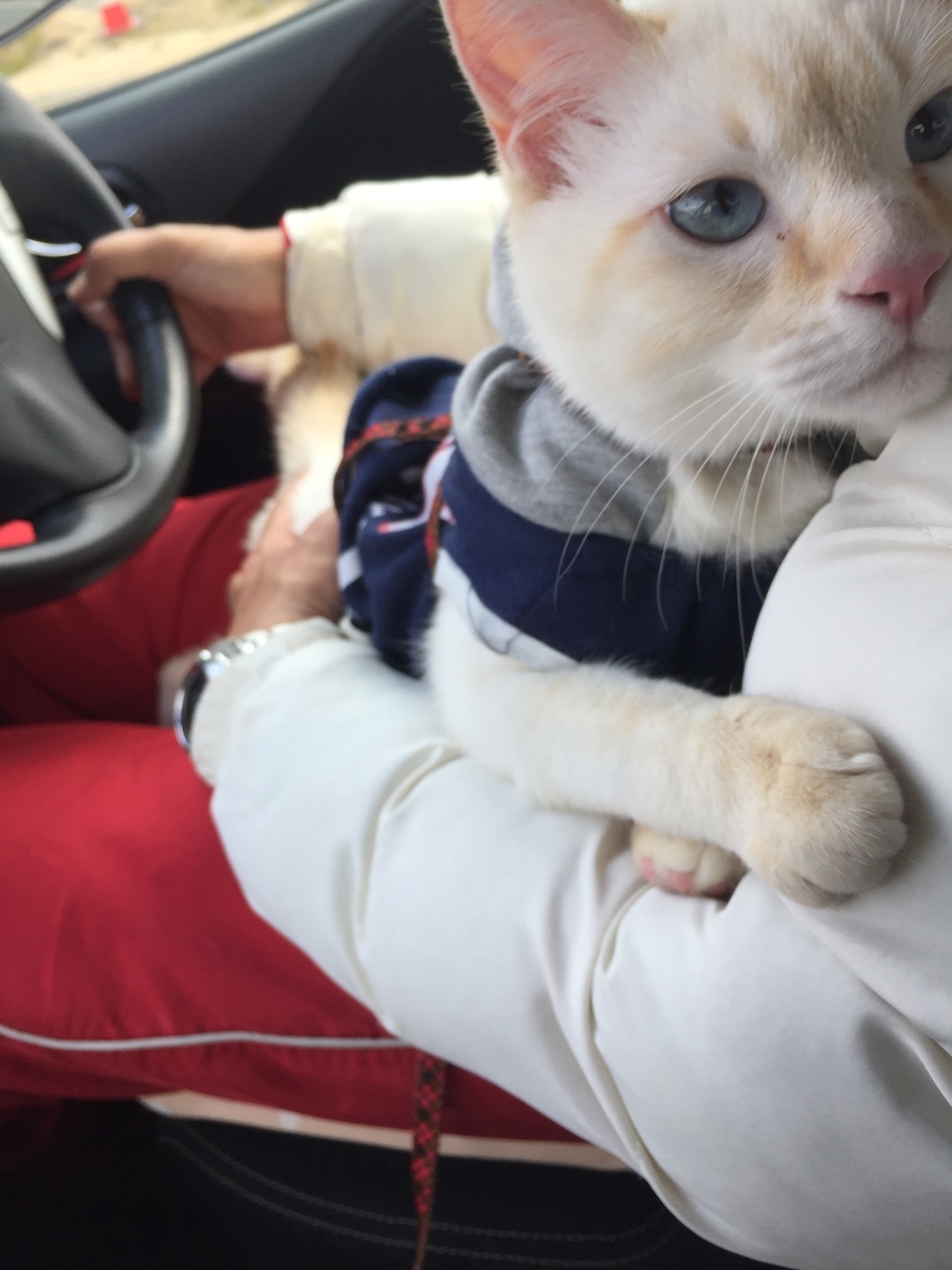 f:id:compass-life:20190408164114j:plain