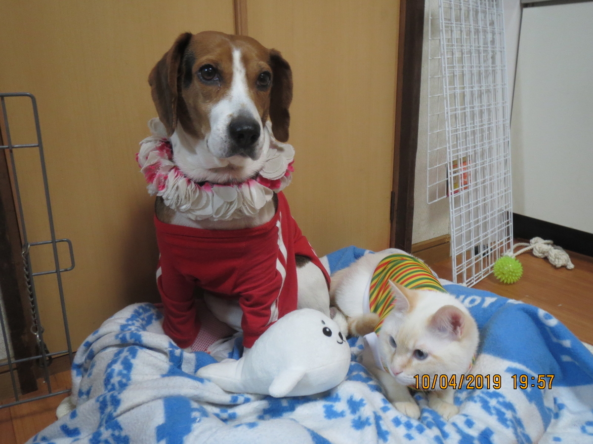 f:id:compass-life:20190410195700j:plain