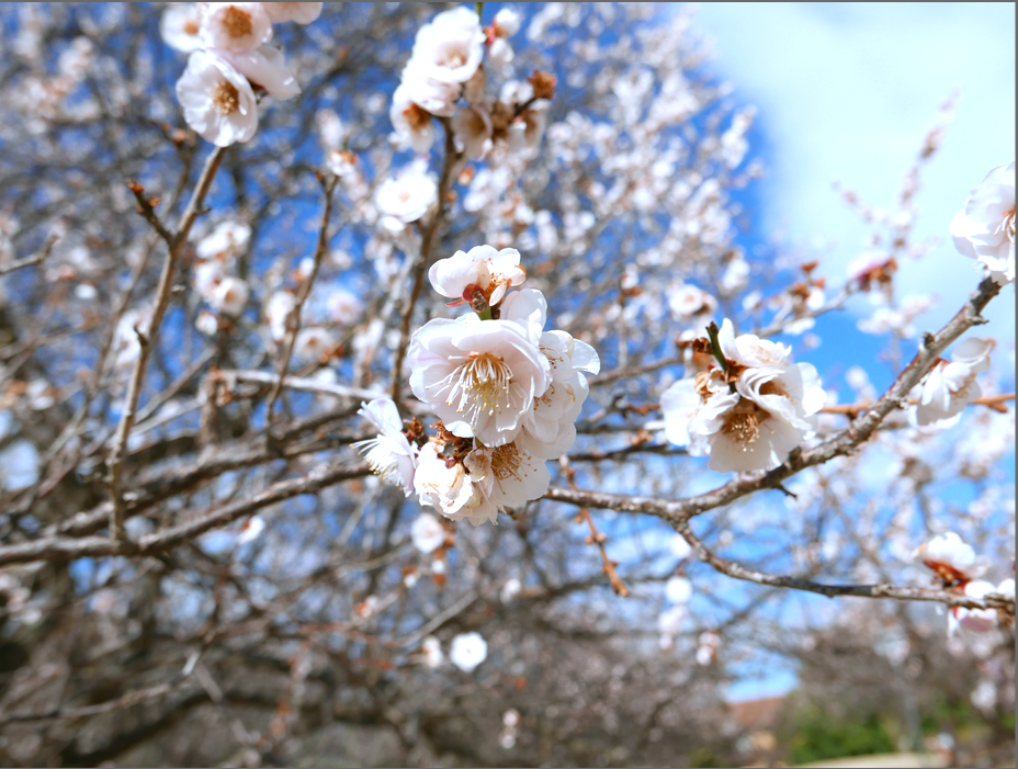 f:id:computer_philosopher:20200125122526p:plain