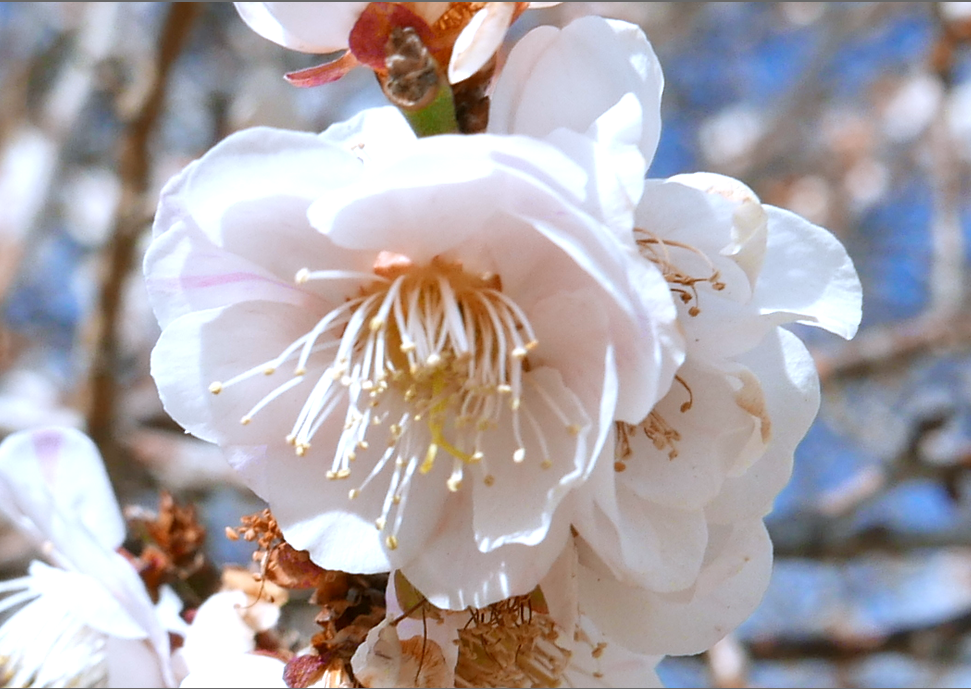 f:id:computer_philosopher:20200125122548p:plain