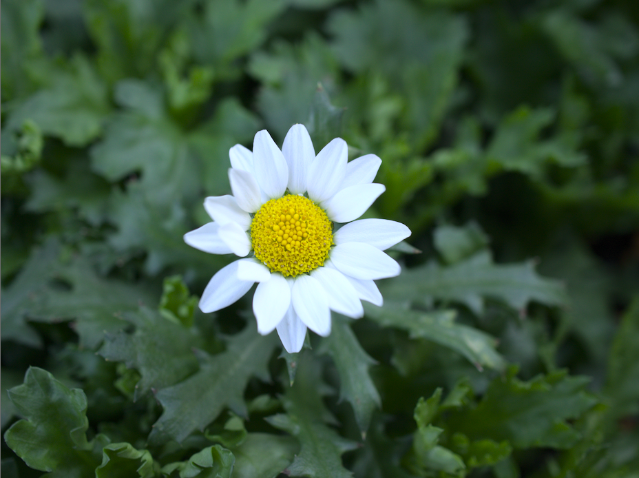 f:id:computer_philosopher:20200125122615p:plain