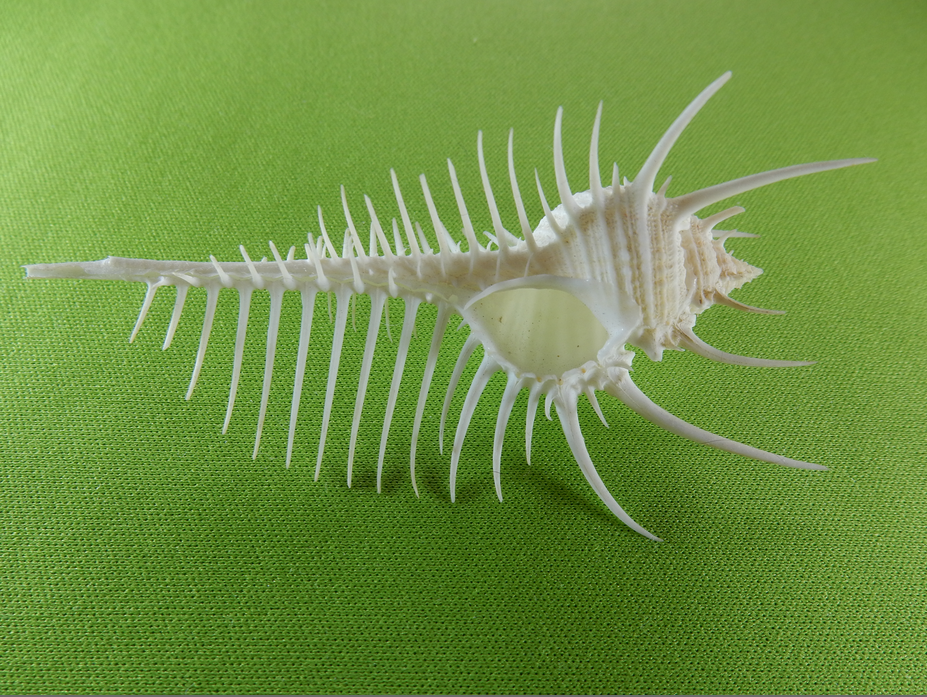 f:id:computer_philosopher:20200126085751p:plain f:id:computer_philosopher:20200126085751p:plain