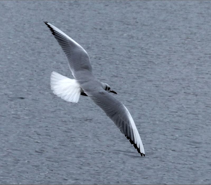 f:id:computer_philosopher:20200126090107p:plain