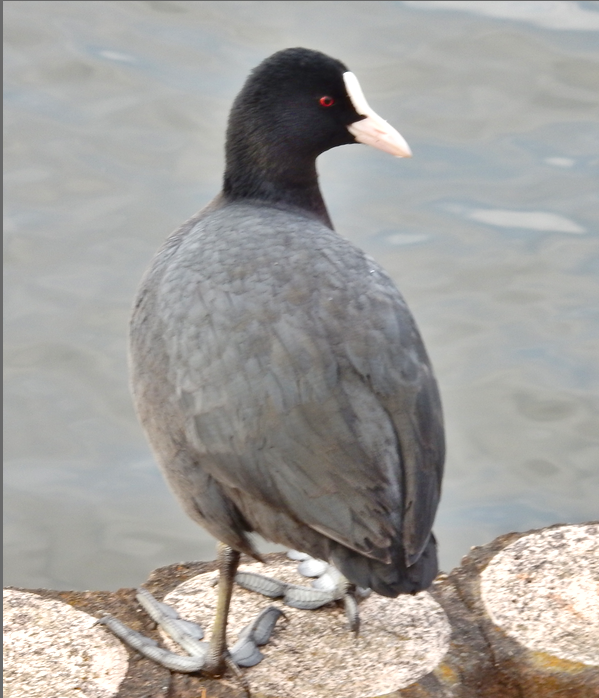 f:id:computer_philosopher:20200126090423p:plain