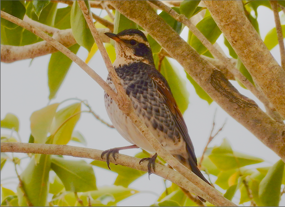 f:id:computer_philosopher:20200126090448p:plain