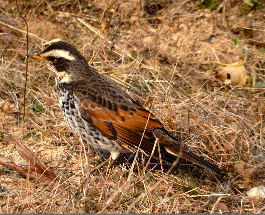 f:id:computer_philosopher:20200126175214p:plain