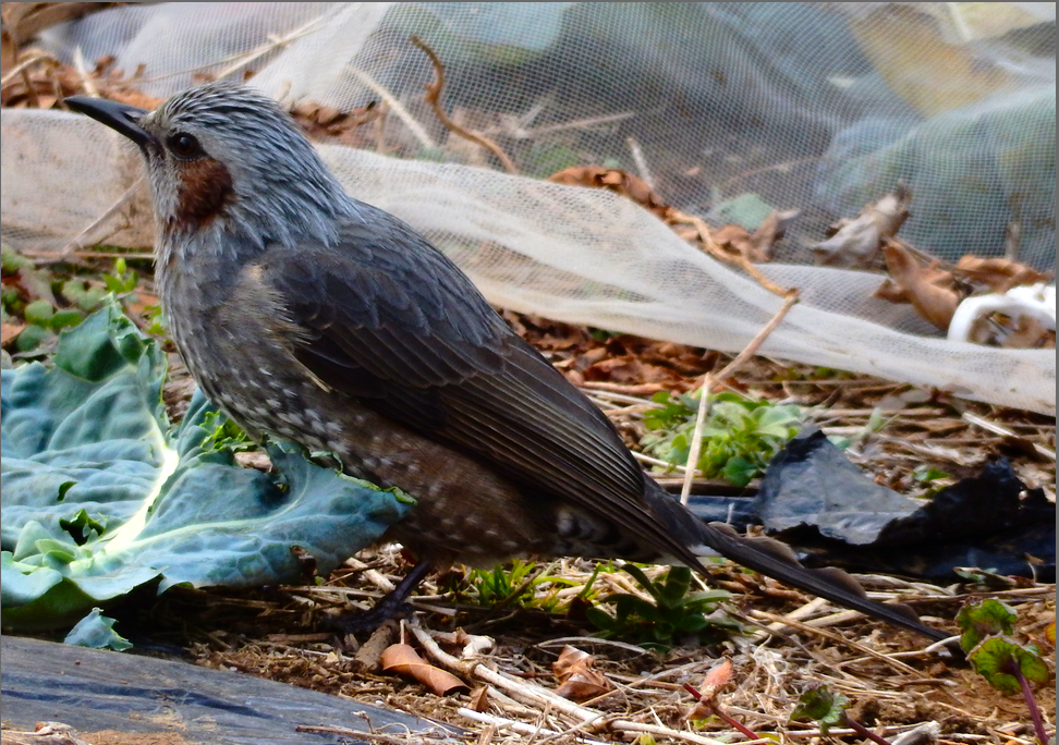 f:id:computer_philosopher:20200126175246p:plain