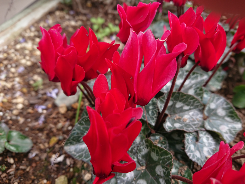 f:id:computer_philosopher:20200301150649p:plain f:id:computer_philosopher:20200301150649p:plain