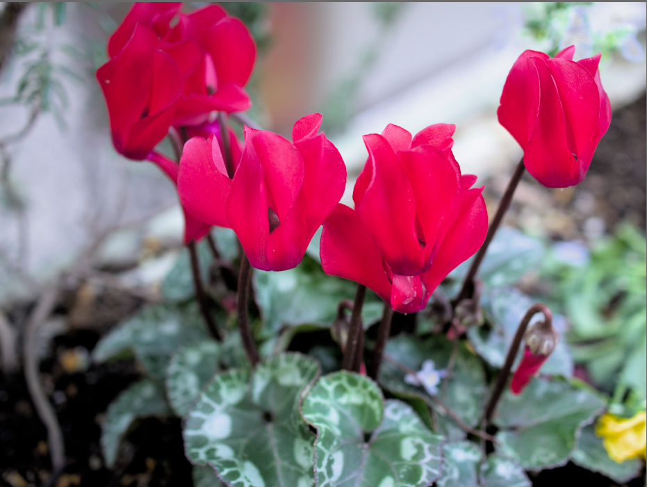 f:id:computer_philosopher:20200301150717p:plain f:id:computer_philosopher:20200301150717p:plain