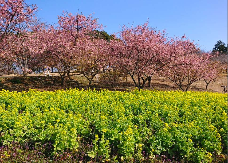 f:id:computer_philosopher:20200302142802j:plain f:id:computer_philosopher:20200302142802j:plain