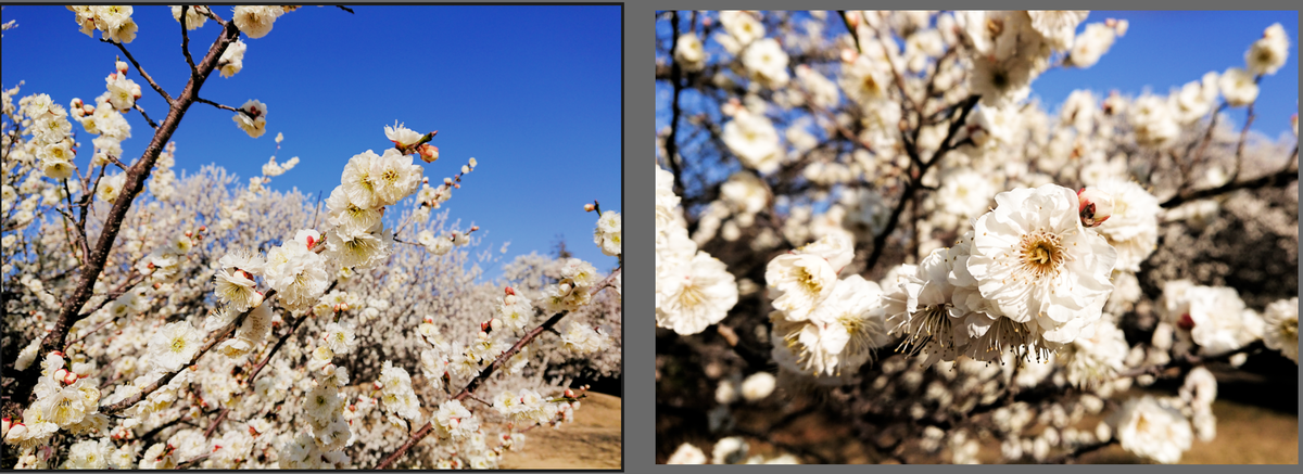 f:id:computer_philosopher:20200303125831p:plain f:id:computer_philosopher:20200303125831p:plain