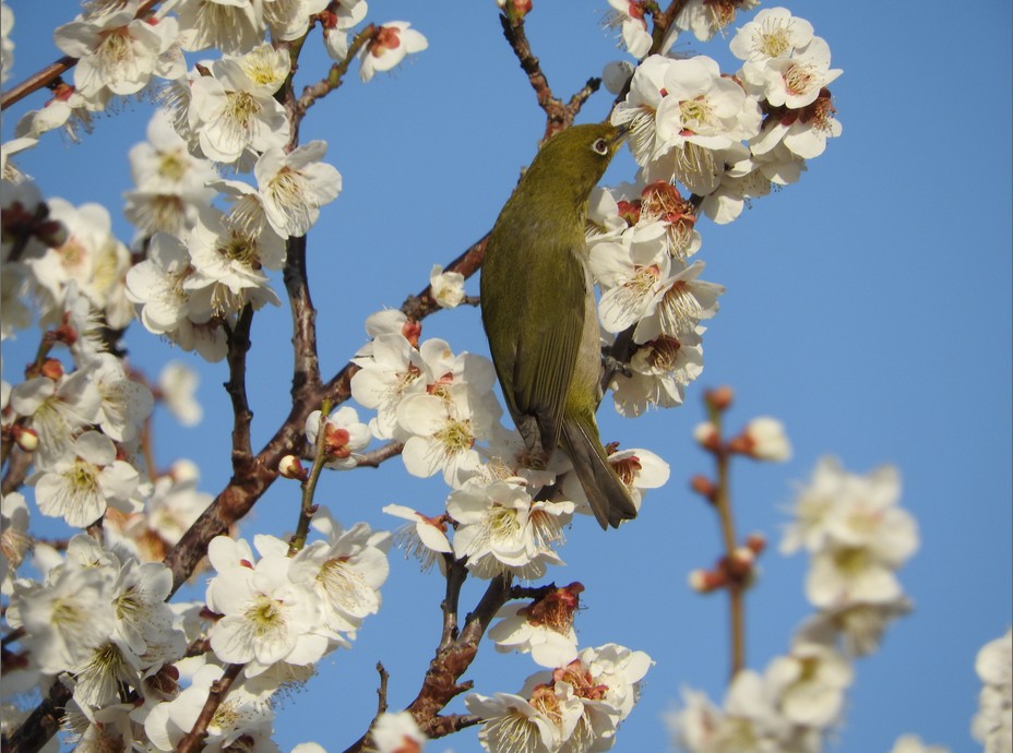 f:id:computer_philosopher:20200323081504j:plain f:id:computer_philosopher:20200323081504j:plain