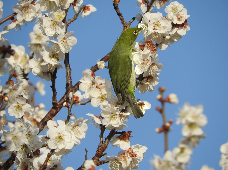 f:id:computer_philosopher:20200323081849j:plain f:id:computer_philosopher:20200323081849j:plain